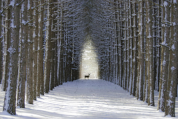 Alley, Winter HD wallpaper