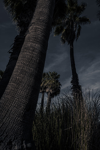 Nature, Trees, Grass, Palms, Dark HD phone wallpaper