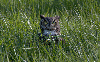 Owl, animal, nature, bird HD wallpaper