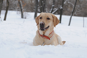 Animals, Winter, Dogs, Snow HD wallpaper