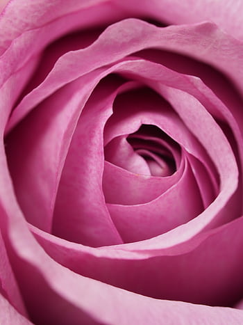 A detailed close-up of a blooming pink rose, emphasizing its soft petals. HD phone wallpaper