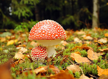 Forest mushrooms, plants, fall, beautiful, grass, mushrooms, leaves, autumn, groung, lovely, forest, foliage HD wallpaper
