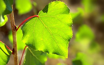 Macro, Wood, Tree, Sheet, Leaf HD wallpaper