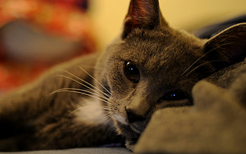 CUTE EYES KITTY, bed, awake, eyes, cute, laying, cat, feline HD wallpaper