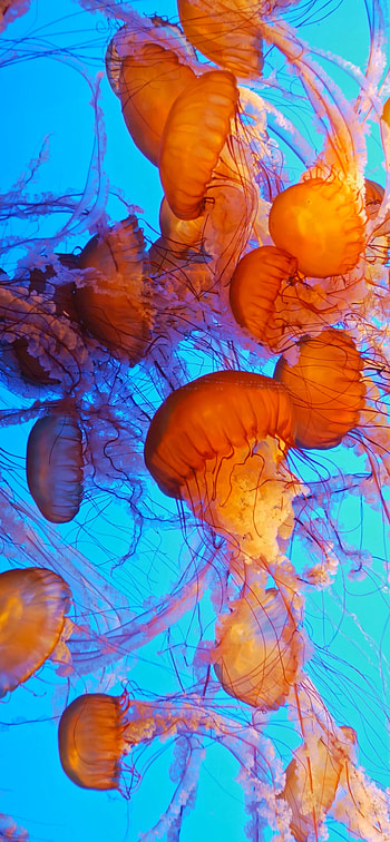 Chrysaora fuscescens, Jellyfish HD phone wallpaper