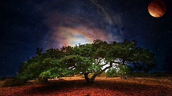 Planet, Nature, Universe, Wood, Tree, Greens, Foliage HD wallpaper