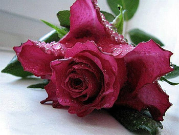 Drops on Purple Beauty, purple, roses, petals, drops, nature, flowers, dew, macro HD wallpaper