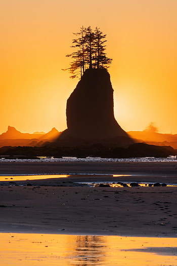 Nature, Trees, Sunset, Rock, Coast, Silhouette HD phone wallpaper