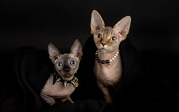 Sphynx Cat, High-quality , Gray hairless beauty, Beautiful cat breeds HD wallpaper