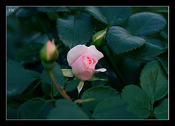 Pink rose for Rita, rose, art , pink, alone, beautiful HD wallpaper