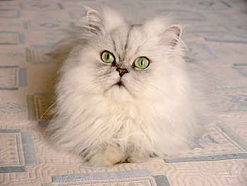 White cat, swet, kitten, cat, floor HD wallpaper