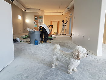 Interior renovation scene with a painter working and a dog in the foreground. HD wallpaper