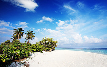 Nature, Beach, Sand, Palms, Maldives HD wallpaper