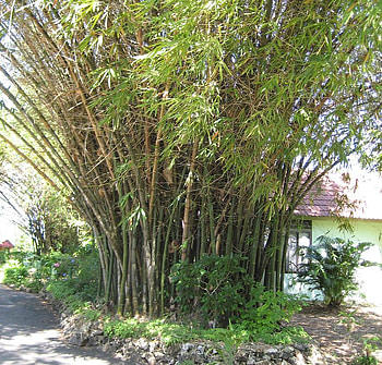 Bamboo Tree, negril, bamboo, jamaica, tree HD wallpaper