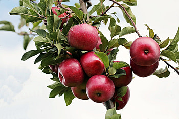 Apple Tree, , Christopher Johnson, Fruits HD wallpaper