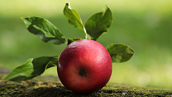 Apple, fruit, close up HD wallpaper