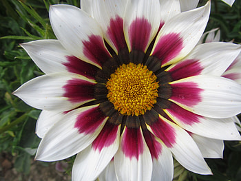 Starbright, Gardens, Flowers, Floral, Blooms, Plants, Flora HD wallpaper