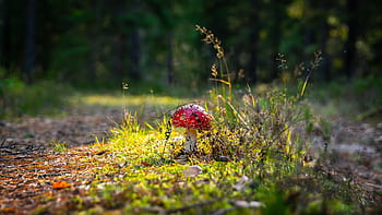 A close-up of a vibrant toadstool mushroom in a lush forest landscape. HD wallpaper