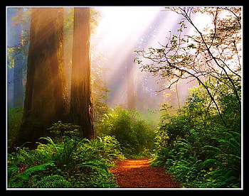 Path in the sun, morning, plants, path, green, trees, trunks, forest, sun rays HD wallpaper