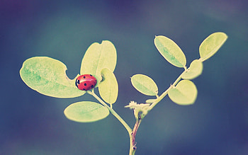 Grass, Background, Leaves, Macro, Ladybird, Ladybug HD wallpaper