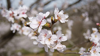 Sakura, sweet, white, nature, flower HD wallpaper