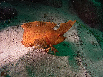 Sealife, fins, sand, ocean HD wallpaper
