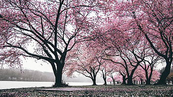 Cherry Blossoms Trees , cherry, trees, nature HD wallpaper