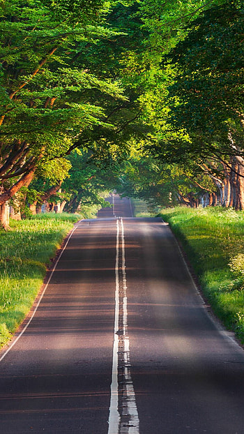 Enchanting tree, Four seasons, Ethereal beauty, Natural charm HD phone wallpaper