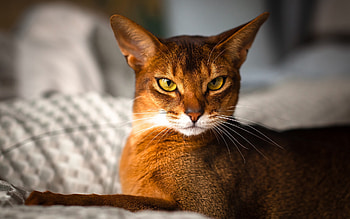 Animals, Cats HD wallpaper