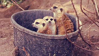 Animals, Branches, Family, Meerkats, Bucket HD wallpaper