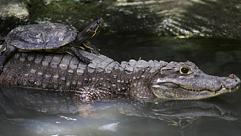Animals, Turtles HD wallpaper