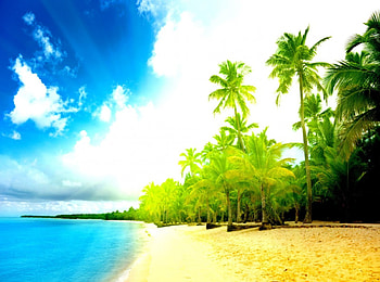Paradise, blue, sunny, sand, palm, coast, tropical, beach, shore, water, ocean, sea, tropics, beautiful, palm tree, clouds, nature, sky HD wallpaper