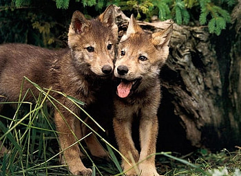 wolf cubs, sprit bothers HD wallpaper