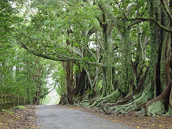 Country Lane with Moreton Bay Figs, trees, road, leaves, figs HD wallpaper