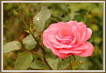 PRETTY ROSE, FLOWER, PRETTY, NATURE HD wallpaper