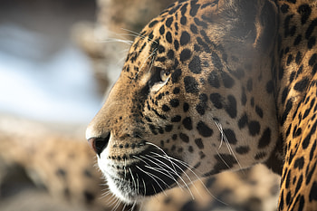 Animals, Jaguar, Muzzle, Big Cat, Sight, Opinion, Profile HD wallpaper