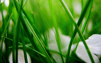 Grass, Leaves, Plant, Macro, Blur, Smooth, Greens HD wallpaper