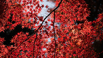 Maple tree, Autumn vibes, Red leaves, Nature's artwork HD wallpaper