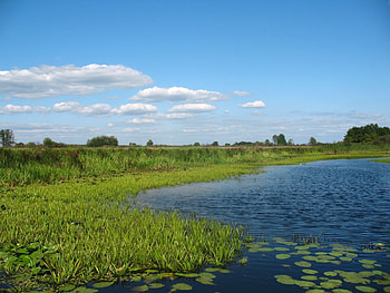 Plants, Landscape, Lakes HD wallpaper