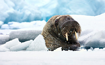 Walrus , Marine mammal, Tusked pinniped, Arctic HD wallpaper