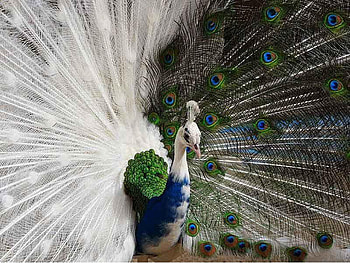 Peacock, animal, feathers, bird HD wallpaper