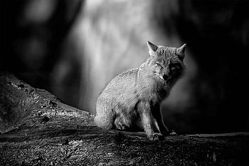 LITTLE FOX, graphy, animals, bw, cute, fox HD wallpaper