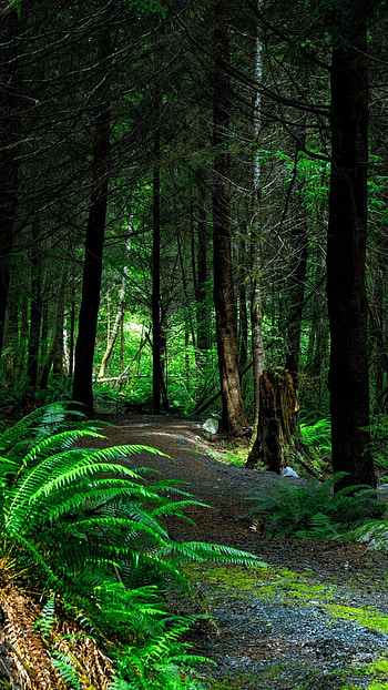 Android rainforest , Home screen background, Serene nature, Peaceful atmosphere HD phone wallpaper