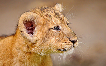 Animals, Young, Muzzle, Lion, Joey, Kind, Lion Cub HD wallpaper