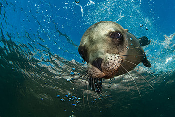 Sea lion collection, Oceanic elegance, Coastal wonders, Playful marine creatures HD wallpaper