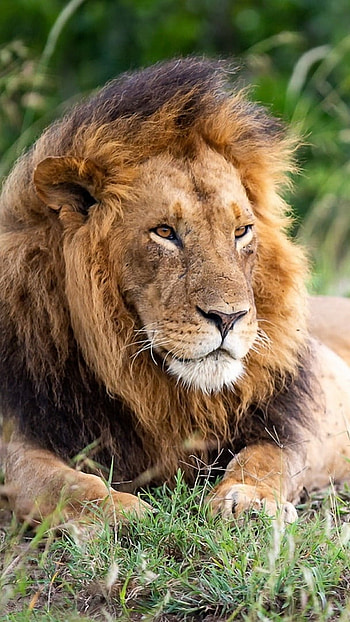 Lion , Grass, Background HD phone wallpaper