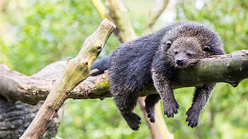 Bearcat animal , Posted by Christopher Johnson HD wallpaper