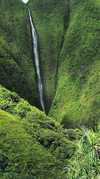 Breathtaking jungle, , Uplifting greenery, Vibrant nature HD phone wallpaper