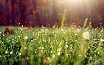 Grass, Drops, Macro, Dew HD wallpaper