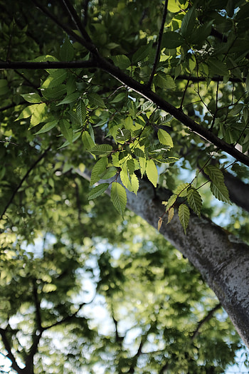 Nature, Leaves, Wood, Tree, Blur, Smooth, Branch HD phone wallpaper
